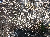 i Trezza-20110311 012